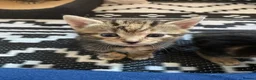Mixed Breed cats for sale: Last female bengal x ASH x Bombaykittens 🐱 - Advert 15