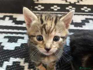Mixed Breed cats Bengal cross American shorthairxBombay kittens 🐱 - Advert 1