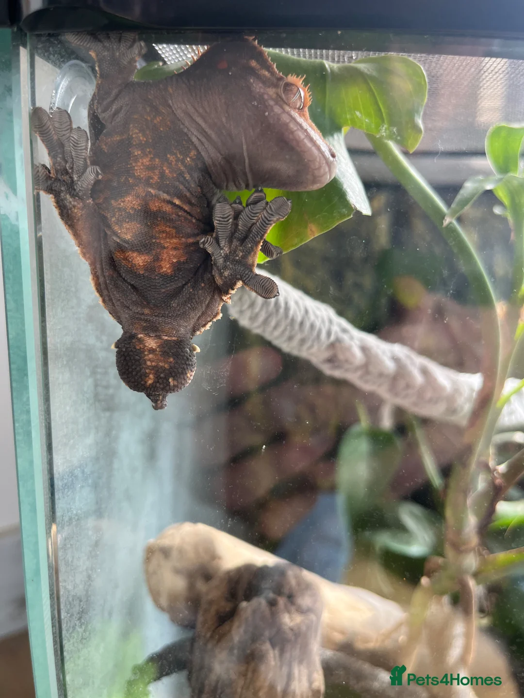 Gecko reptiles for sale: Crested Gecko for rehoming.  in Winchester - Advert 10