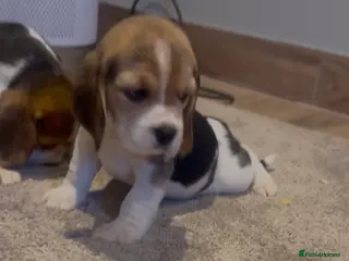 Beagle dogs Charterwood/Duffose Show win Kc registered, ,, - Advert 4