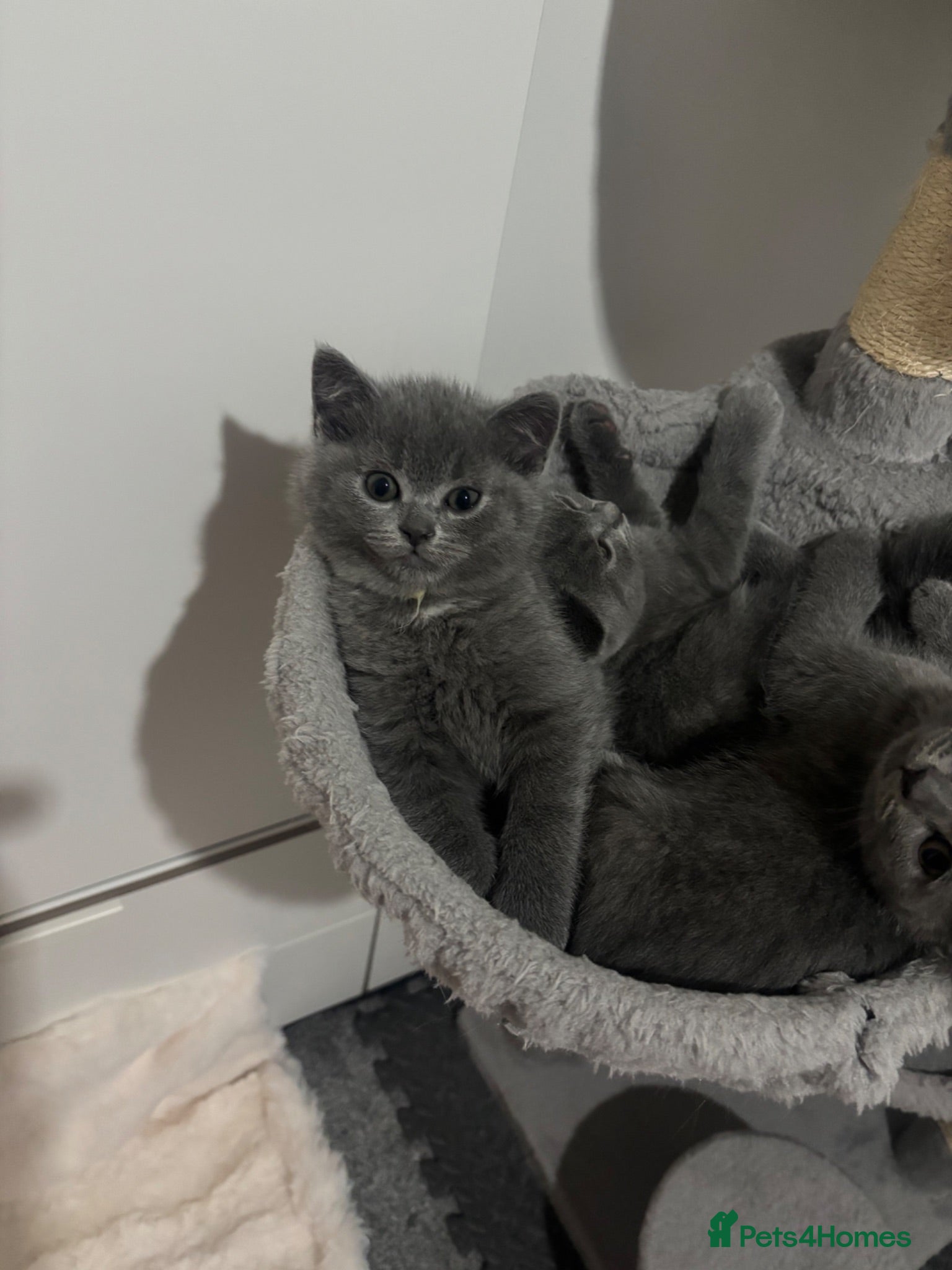 British Shorthair cats 💙Gorgeous Blue British Shorthair Kittens💙 - Advert 2