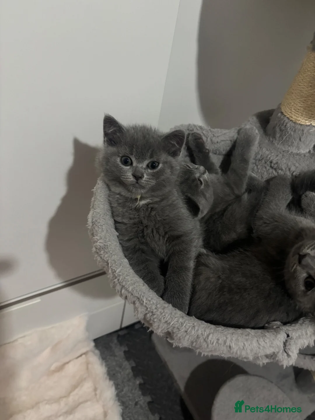 British Shorthair cats for sale: 💙Gorgeous Blue British Shorthair Kittens💙 - Advert 2