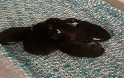 Mixed Breed cats for sale: Three lovely mixed breed kittens - Image 7