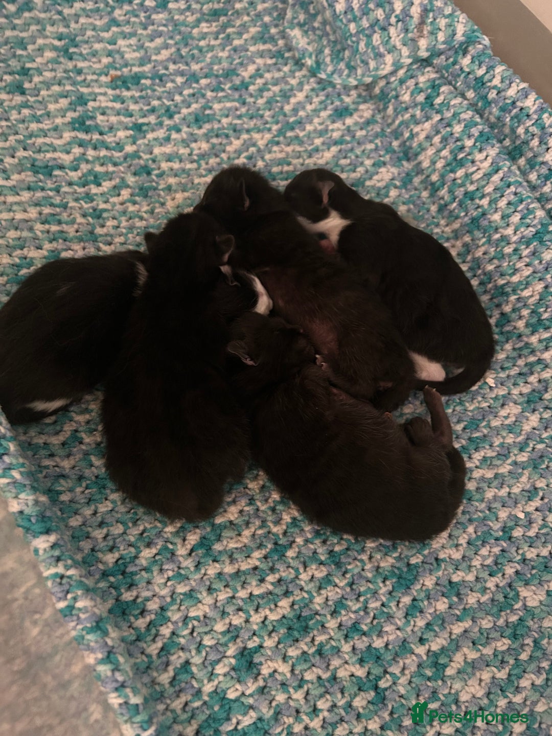 Mixed Breed cats for sale: Three lovely mixed breed kittens - Image 7
