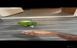 Budgerigars birds for sale: Tame yellow nape amazon for sale! - Image 6