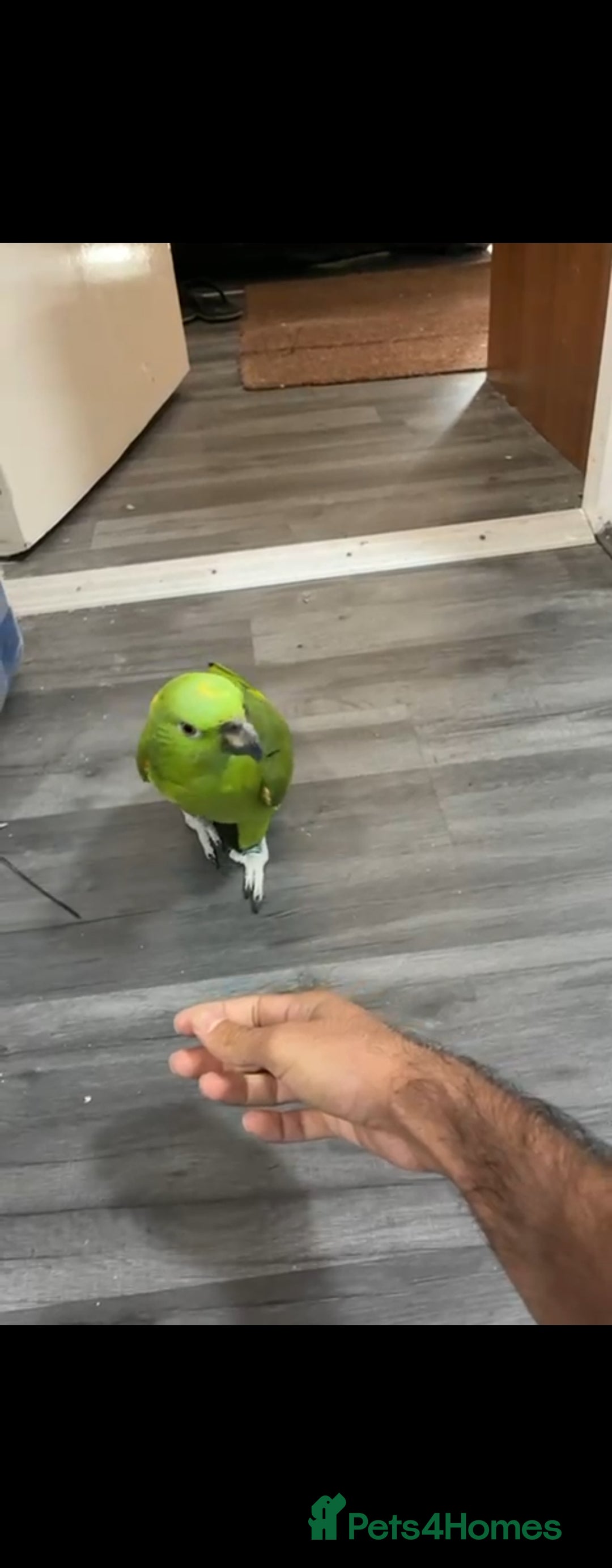 Budgerigars birds for sale: Tame yellow nape amazon for sale! - Image 6