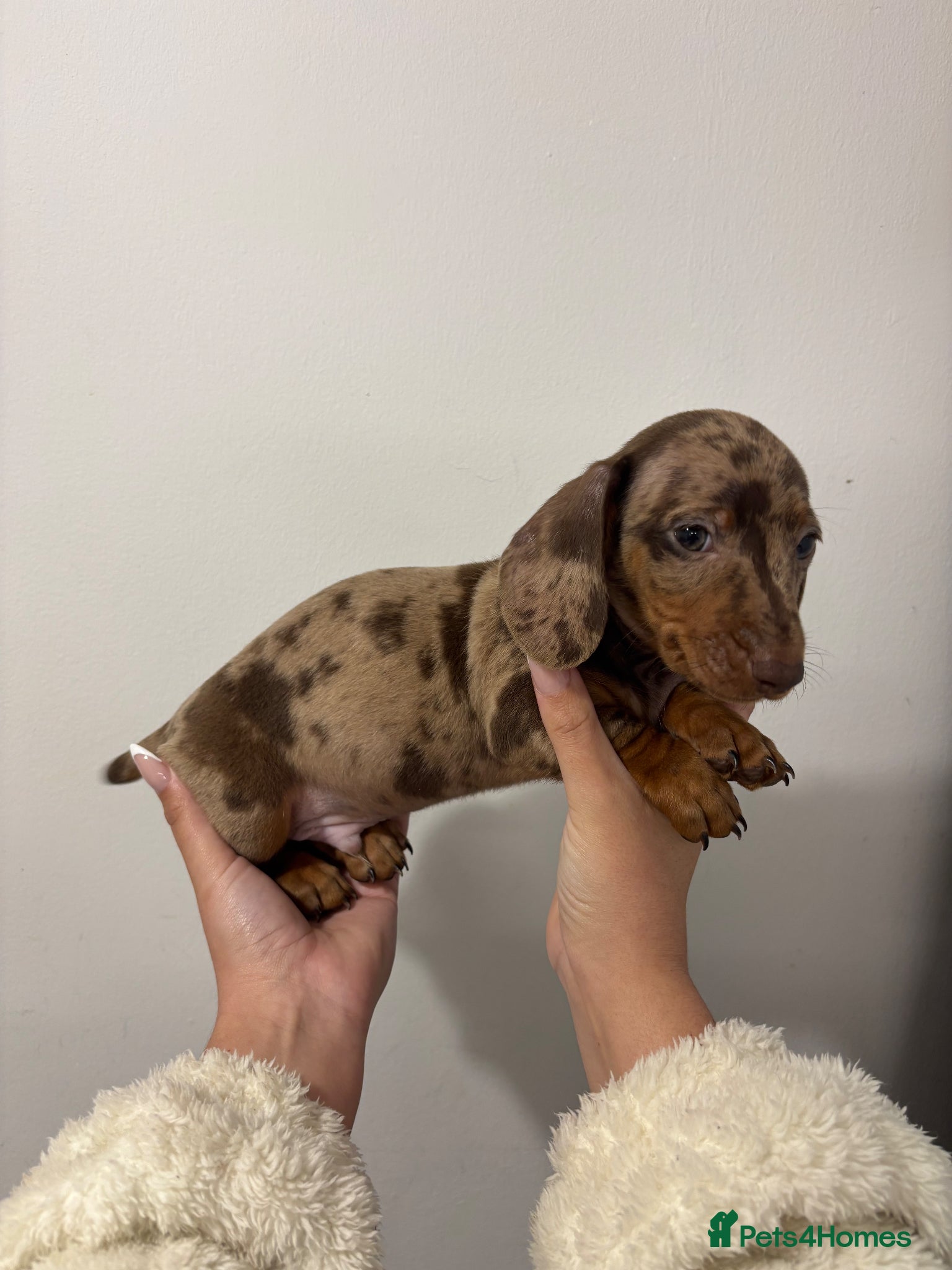 Dachshund dogs Miniature dachunds KC REGISTERED 💙 READY NOW  - Advert 5
