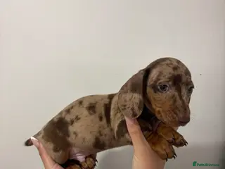 Dachshund dogs Miniature dachunds KC REGISTERED 💙 READY NOW - Advert 5