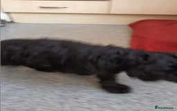 Labradoodle dogs for sale: F,1,B Standard labradoodles - Image 8