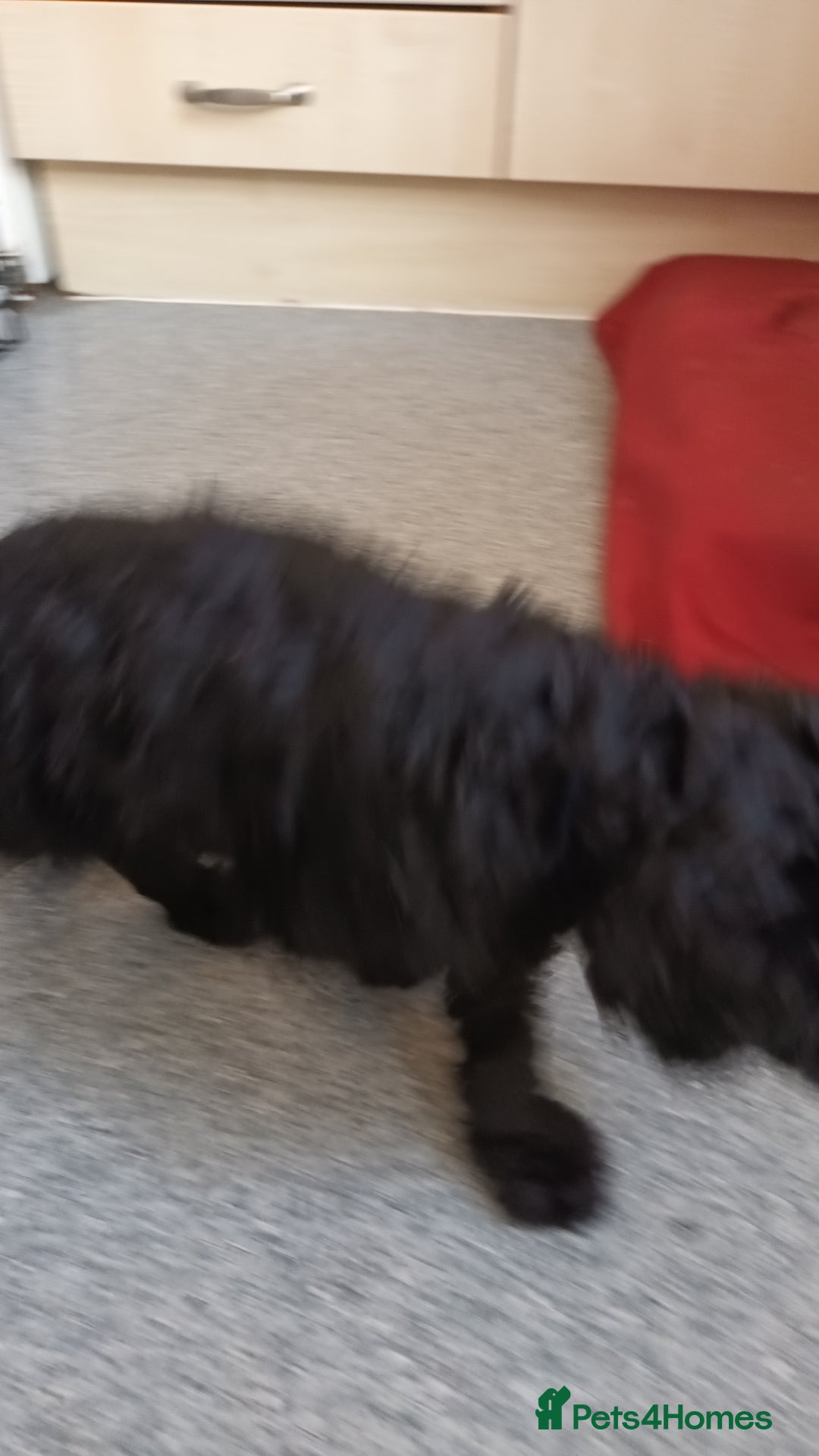 Labradoodle dogs for sale: F,1,B Standard labradoodles - Image 8