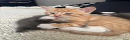 Mixed Breed cats for sale: 3 babies left! - Advert 10