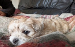 Mixed Breed dogs for sale: Lhasa Apso puppies in Kent - Image 5