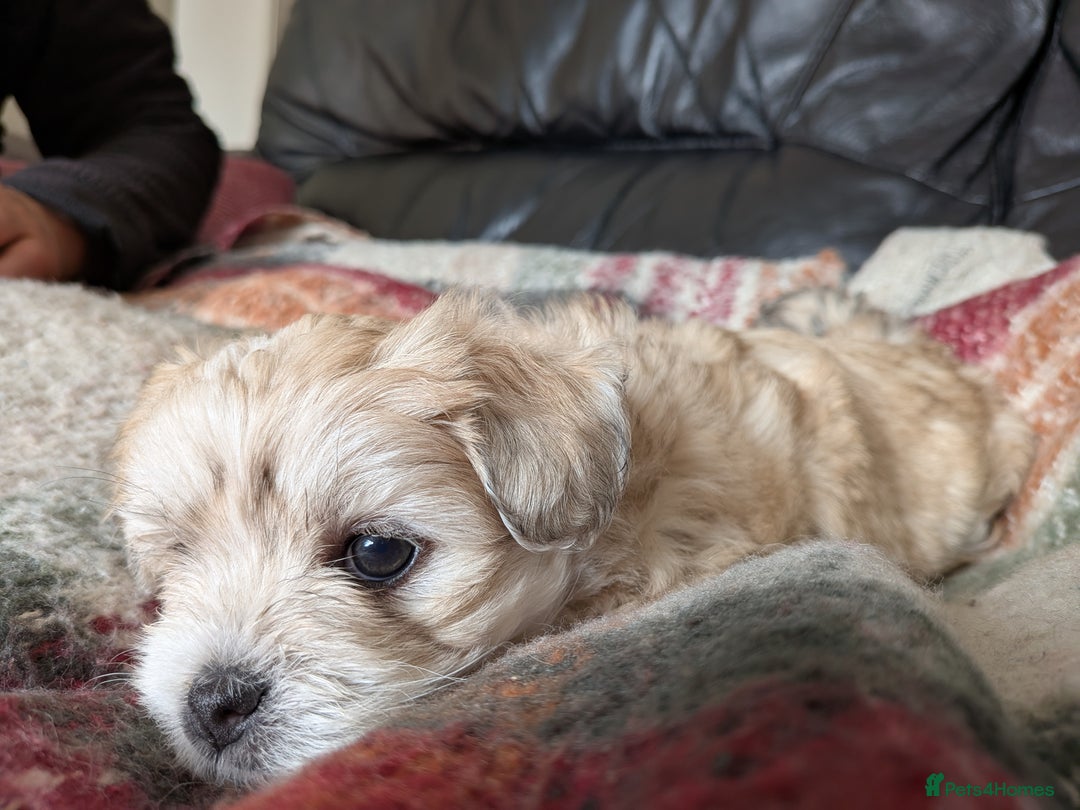 Mixed Breed dogs for sale: Lhasa Apso puppies in Kent - Image 5