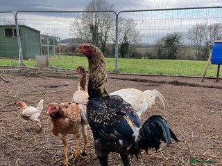 Chickens poultry Indio Gigante *LARGE BIRDS Portuguese bloodlines* - Advert 16