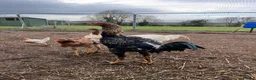 Chickens poultry for sale: Indio Gigante *LARGE BIRDS Portuguese bloodlines* - Advert 2