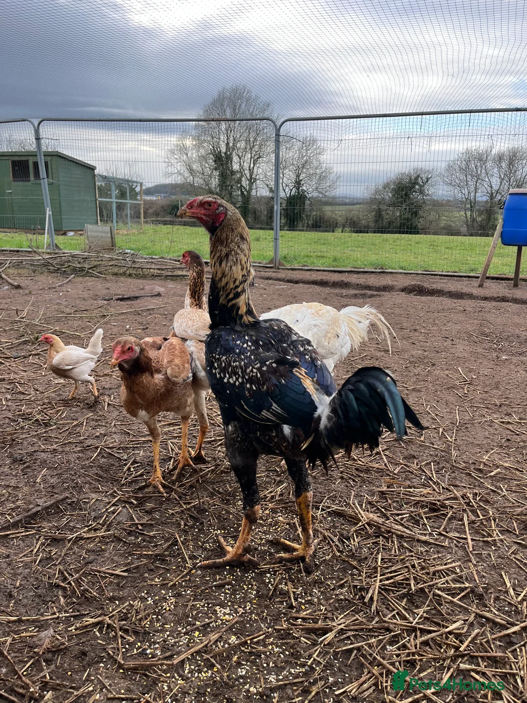 Chickens poultry for sale: Indio Gigante *LARGE BIRDS Portuguese bloodlines* - Advert 2