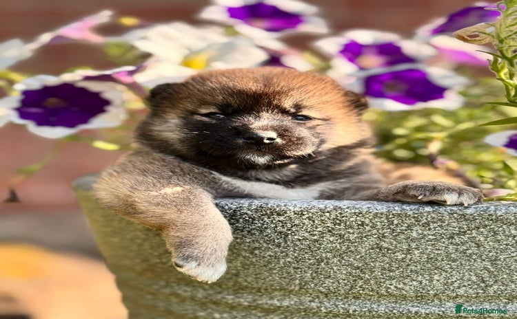 Japanese Shiba Inu dogs in Derby - Advert 2