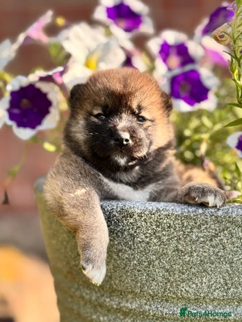 Japanese Shiba Inu dogs in Derby - Advert 1