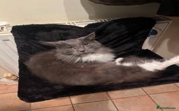 Maine Coon cats for sale: Maine coon mother and son  - Image 6