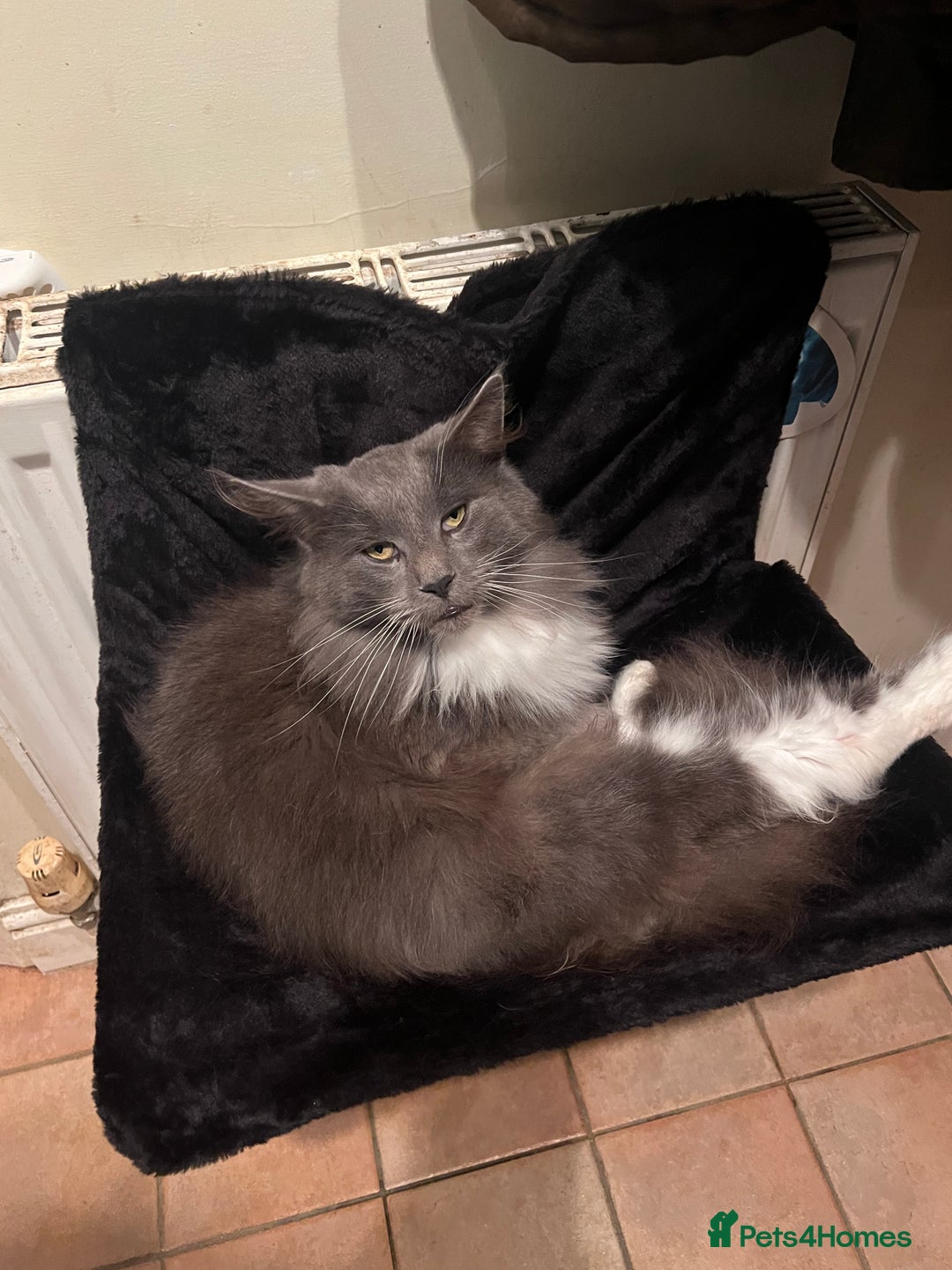 Maine Coon cats for sale: Maine coon mother and son  - Image 6