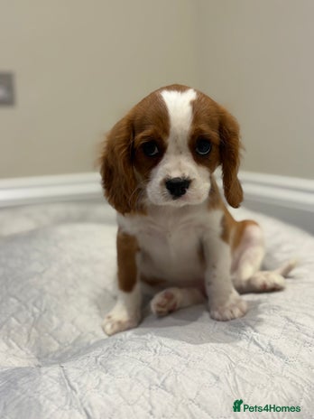 Cavalier King Charles Spaniel dogs - Advert 5