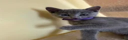 Russian Blue cats for sale: TICA REGISTERED Pure Breed Russian Blue Kittens - Advert 3