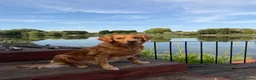 Golden Retriever dogs for sale: Beautiful family raised fox red golden retriever.  - Advert 27