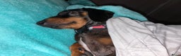 Dachshund dogs for sale: re-homing Miniature smooth-harlequin male Dashund - Advert 4