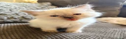 Ragdoll cats for sale: Ragdoll kittens  - Advert 3