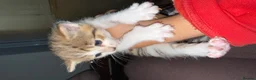 Mixed Breed cats for sale: 4 stunning kittens with unique markings for sale - Advert 15