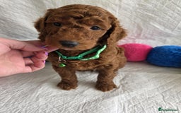 Goldendoodle dogs for sale: 👑Superb Rare Toy/Mini Deepest Red Goldendoodles👑 - Image 7