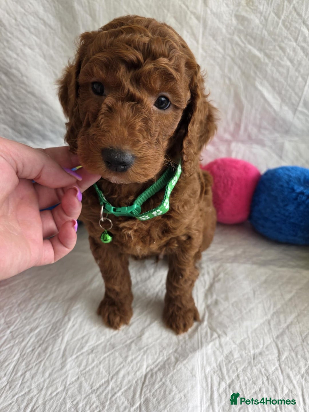 Goldendoodle dogs for sale: 👑Superb Rare Toy/Mini Deepest Red Goldendoodles👑 - Image 7