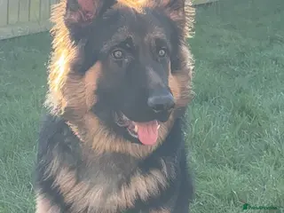 German Shepherd dogs 9 Month old German shepherd in Grimsby - Advert 4