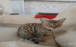Bengal cats for sale: TICA Female Bengal HCM Tested Clear, Health-tested - Image 8