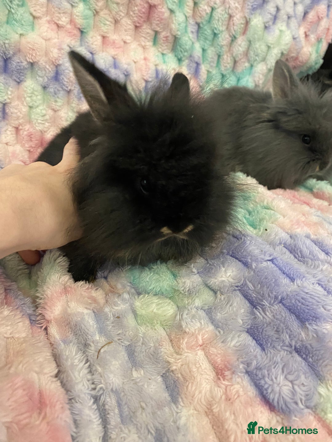 Lionhead rabbits for sale: Lionhead babies  - Advert 6