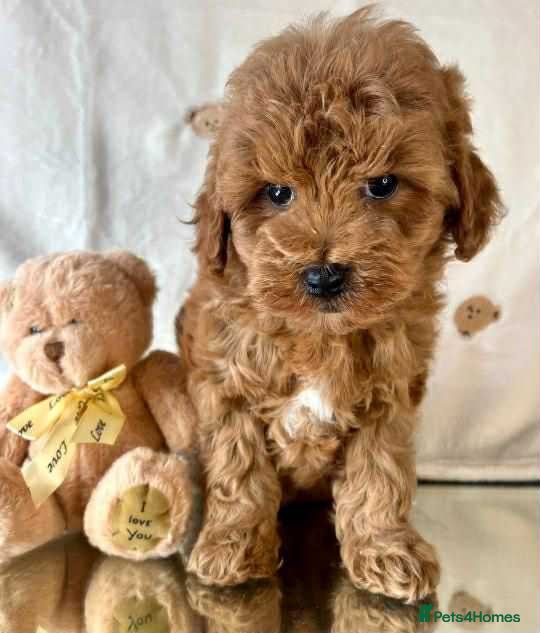 Cavapoo dogs Cavapoo Puppies known for there tight Curley coats - Advert 17
