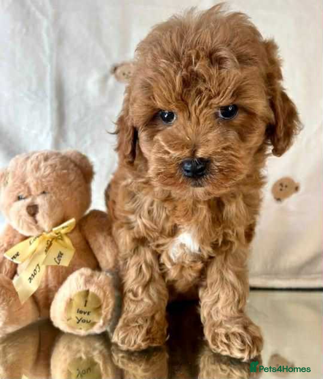 Cavapoo dogs for sale: Cavapoo Puppies known for there tight Curley coats - Advert 5