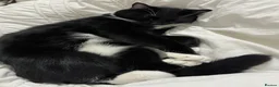 Mixed Breed cats for sale: Male kitten for sale - Advert 3