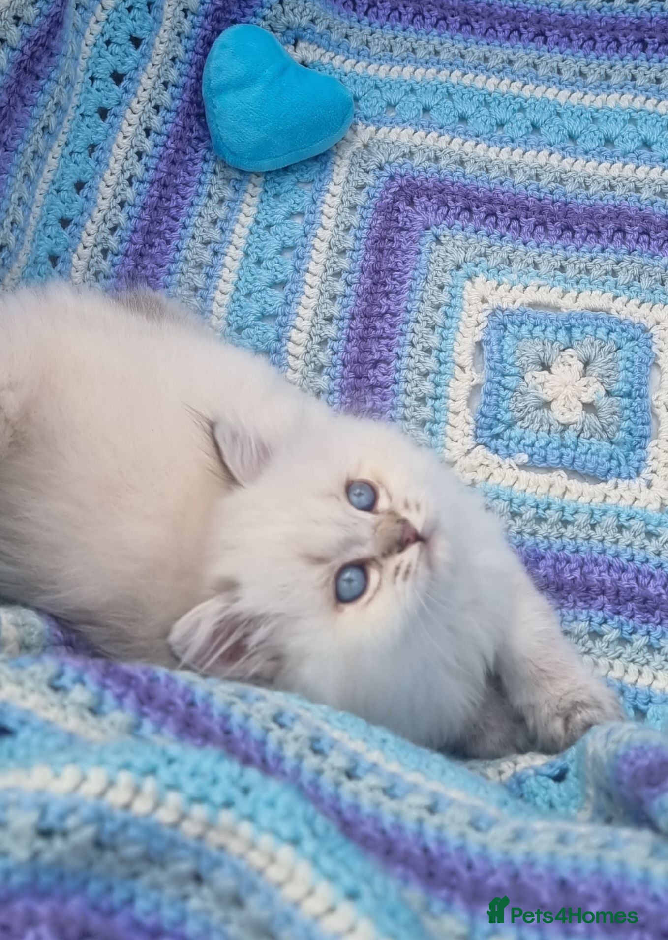 British Shorthair cats 💖GOLDEN & SILVER POINT BSH & BLH KITTENS💖 - Advert 2