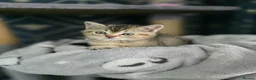 Scottish Fold cats for sale: Scottish fold litter due early September - Advert 10