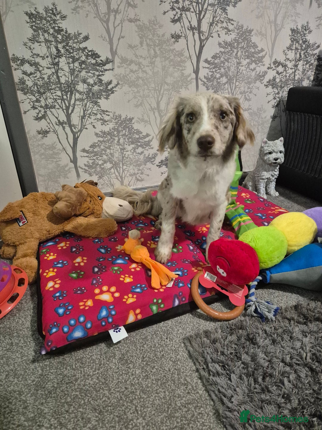 Mixed Breed dogs for sale: Lara  - Advert 4