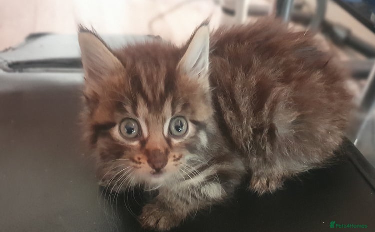 Mixed Breed cats - Advert 13