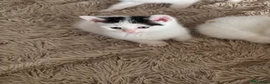 Po