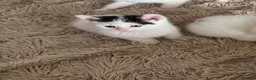 Mixed Breed cats for sale: 1 kitten available - Advert 3