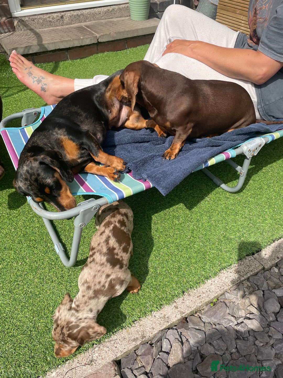Dachshund dogs for sale: Miniture dachshund  - Image 14