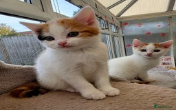 Mixed Breed cats for sale: Adorable Kittens Ready for Their Forever Homes!  - Image 7
