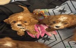 Mixed Breed dogs for sale: Cavapoo puppies  - Advert 9