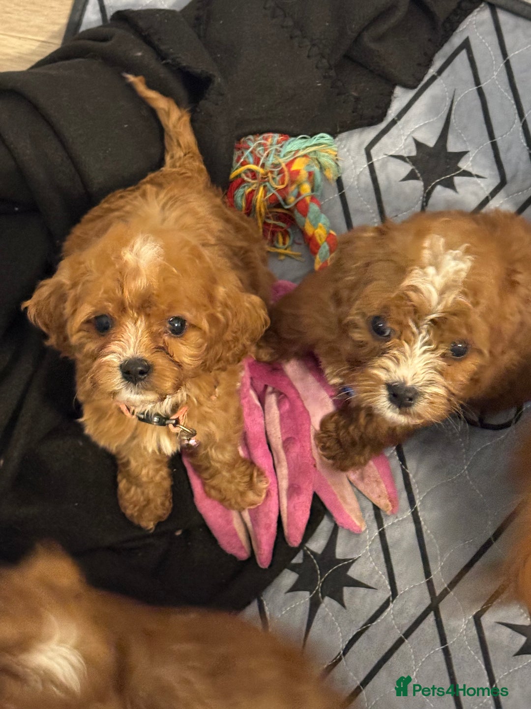 Mixed Breed dogs for sale: Cavapoo puppies  - Advert 9