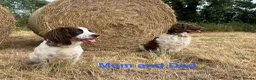 English Springer Spaniel dogs for sale: English Springer Spaniels white and liver girls in Thirsk - Advert 27