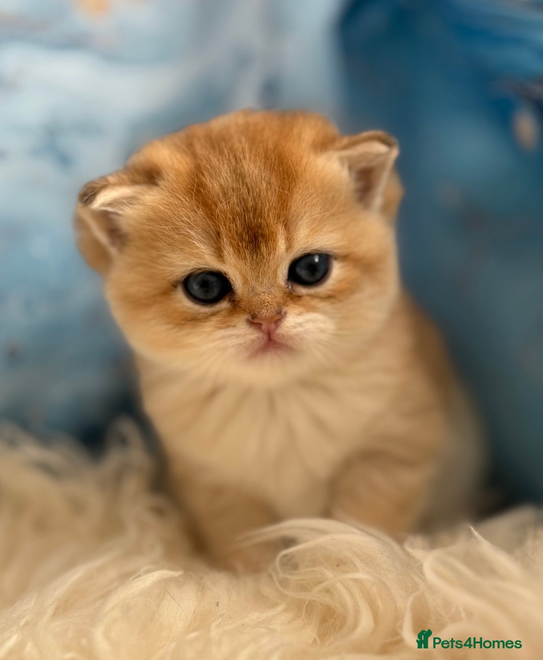 British Shorthair cats for sale: 🌟 Last two beautiful  Golden BSH girls 🌟 - Advert 40